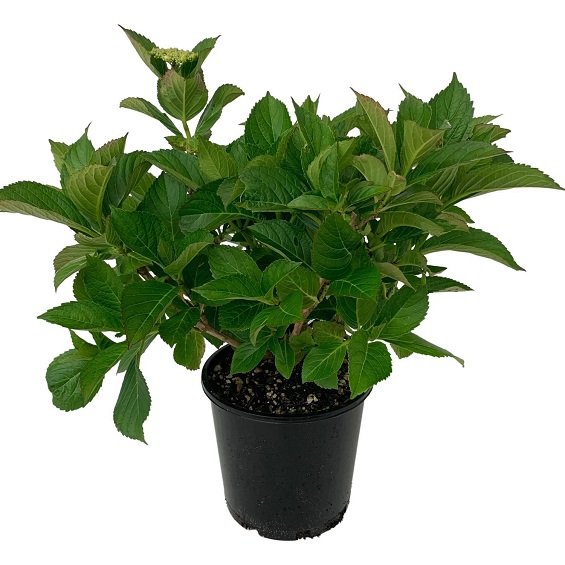 Sadzonki doniczka hostensja